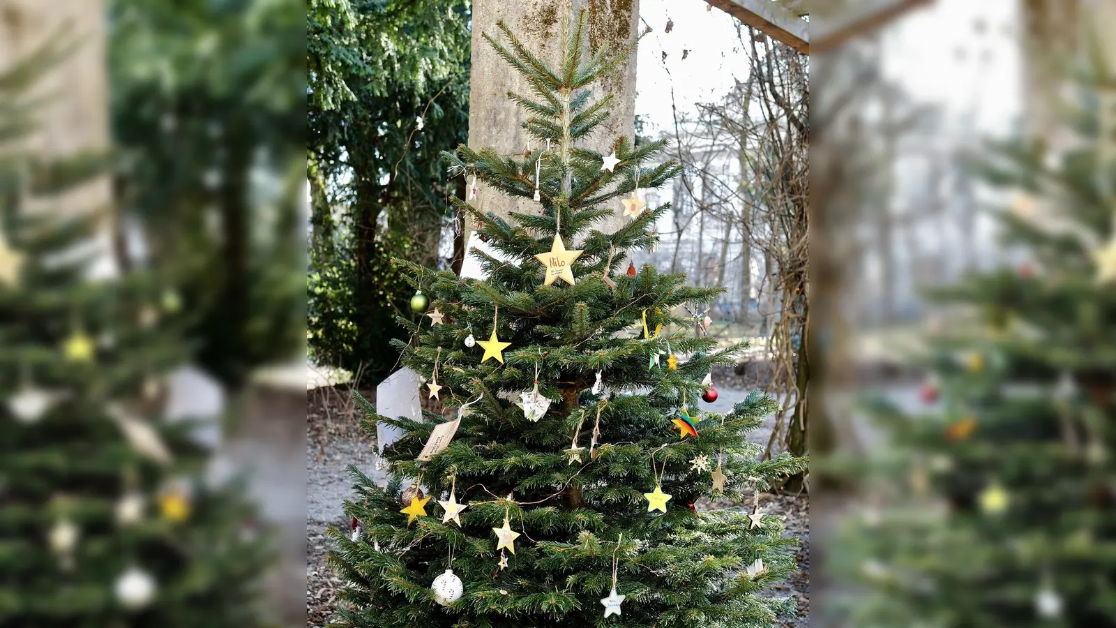 So sah der letztjährige Sternenkinder-Baum im Garten des Park-Cafés aus. Heuer wird es einen im Luitpoldpark geben. Er bietet Angehörigen die Möglichkeit, an ihr verstorbenes Kind zu erinnern.  (Foto: © Janina Scheffler und Armin Arnold.)