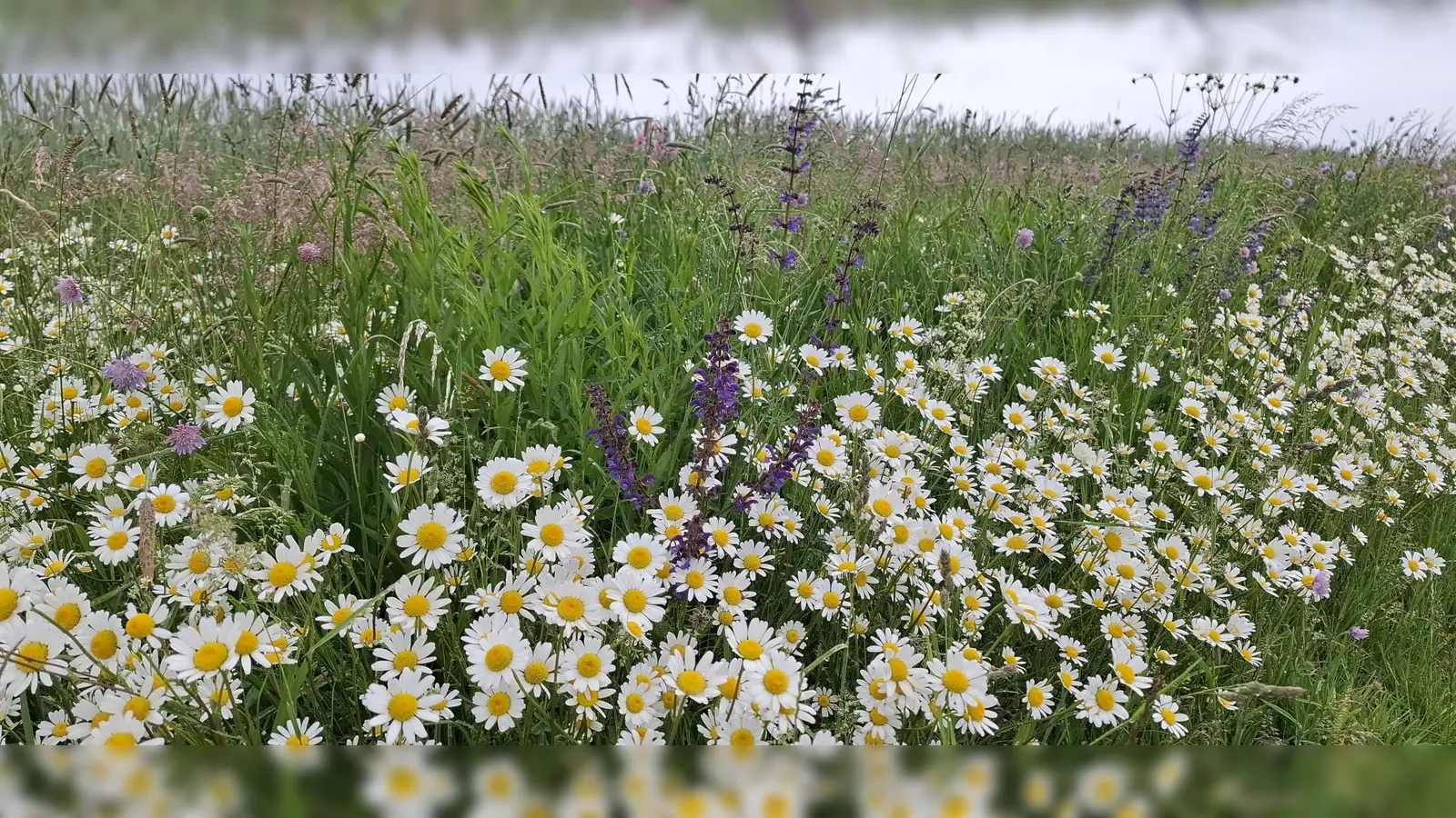 Eines der beeindruckenden Ergebnisse der Initiative „Artenvielfalt im Grünland” - die Blühfläche der Familie Winter in Westerndorf. (Foto: LRA Ebersberg)