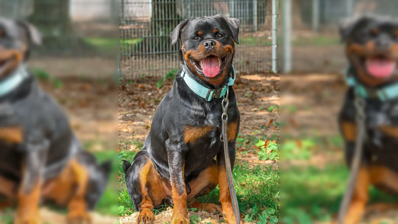 Rottweiler Smartie wurde am 2.September 2021 geboren. (Foto: Tierheim Riem)