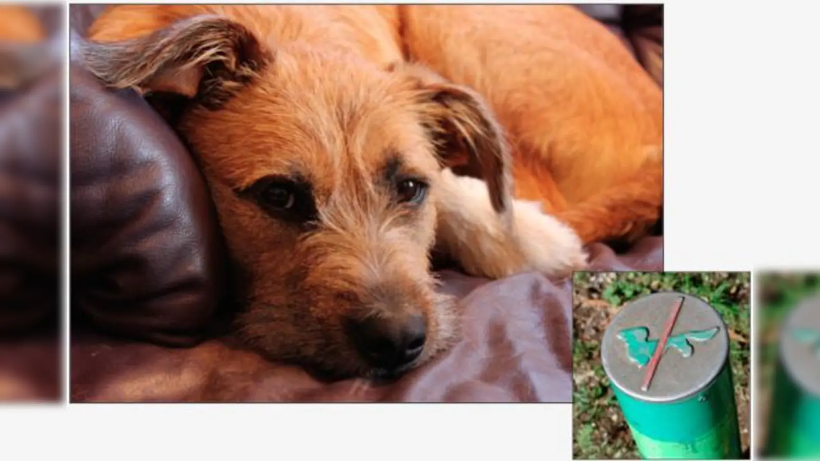 Ein »grüner Poller« mit durchgestrichenem Hundesymbol  hier herrscht Betretungsverbot für alle Hunde.  (Fotos: Soir)