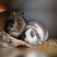 Benjamino und Sonnenscheinbärchi suchen gemeinsam ein liebevolles Zuhause. (Foto: Tierheim Riem)