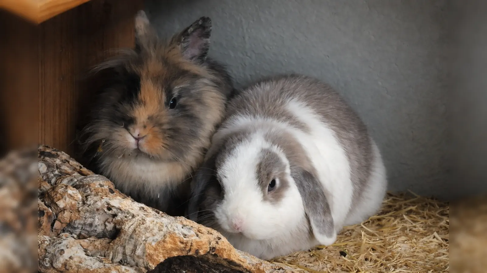 Benjamino und Sonnenscheinbärchi suchen gemeinsam ein liebevolles Zuhause. (Foto: Tierheim Riem)