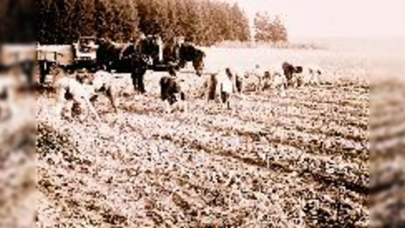 Mühsame Arbeit auf den Feldern um Vaterstetten: Kartoffelernte in den späten 40er-Jahren. 	 (Foto: KSV)