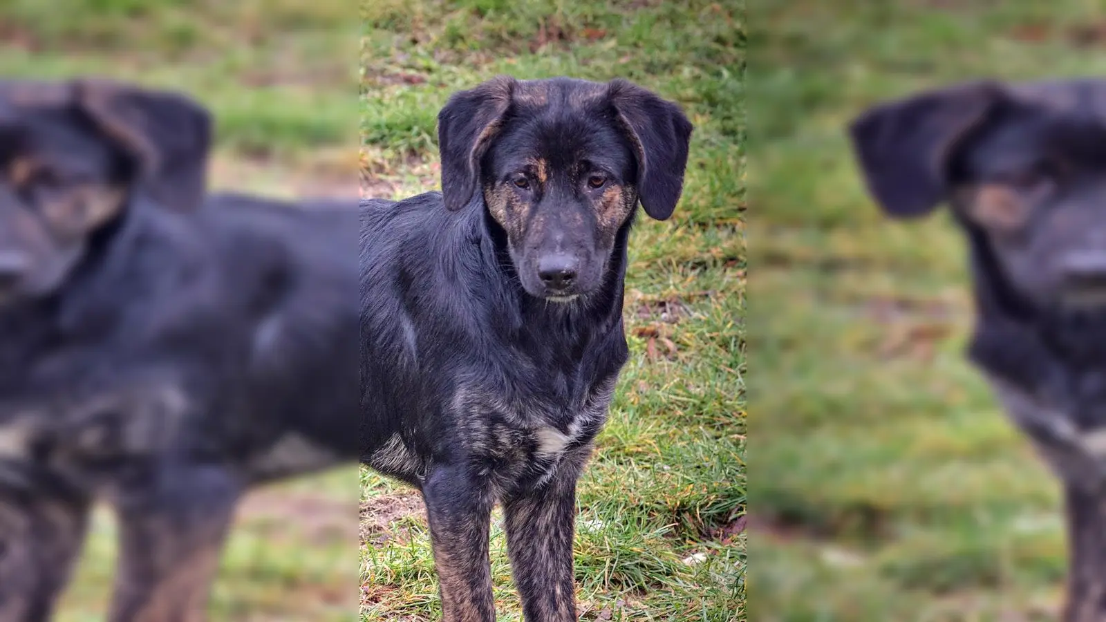 Mischlingshündin Fee. (Foto: Tierheim Riem)