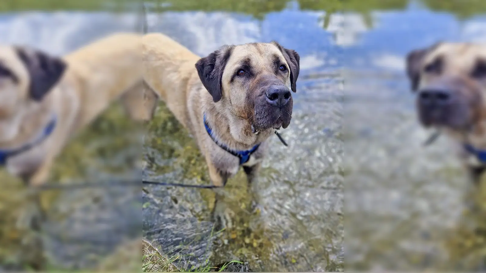 Kangal Rüde Reis. (Foto: Tierheim Riem)