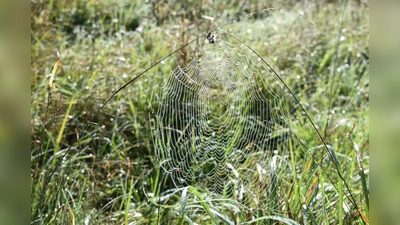 Die Heideflächen bieten jede Menge Entdeckungen für Besucher. (Foto: Daniel Mielcarek)