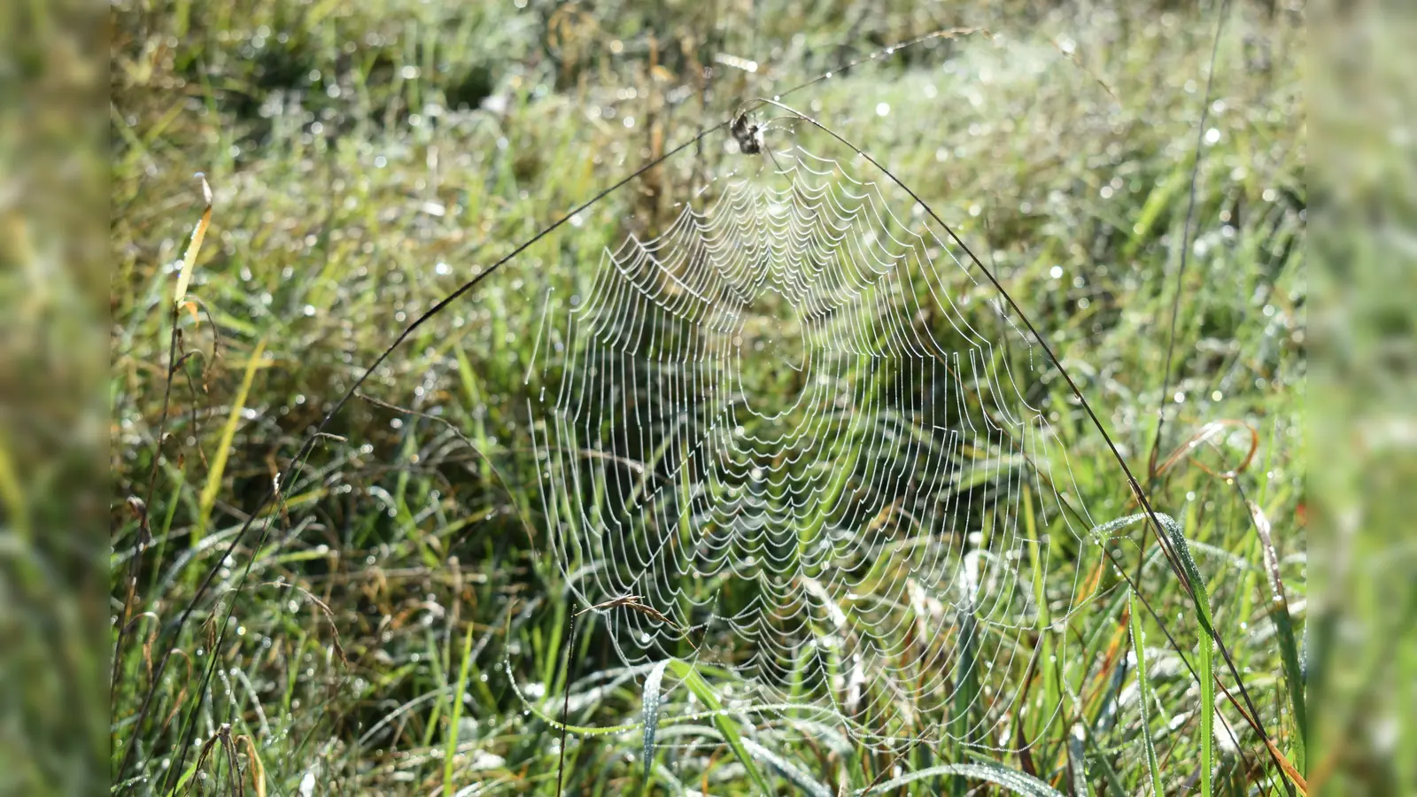 Die Heideflächen bieten jede Menge Entdeckungen für Besucher. (Foto: Daniel Mielcarek)