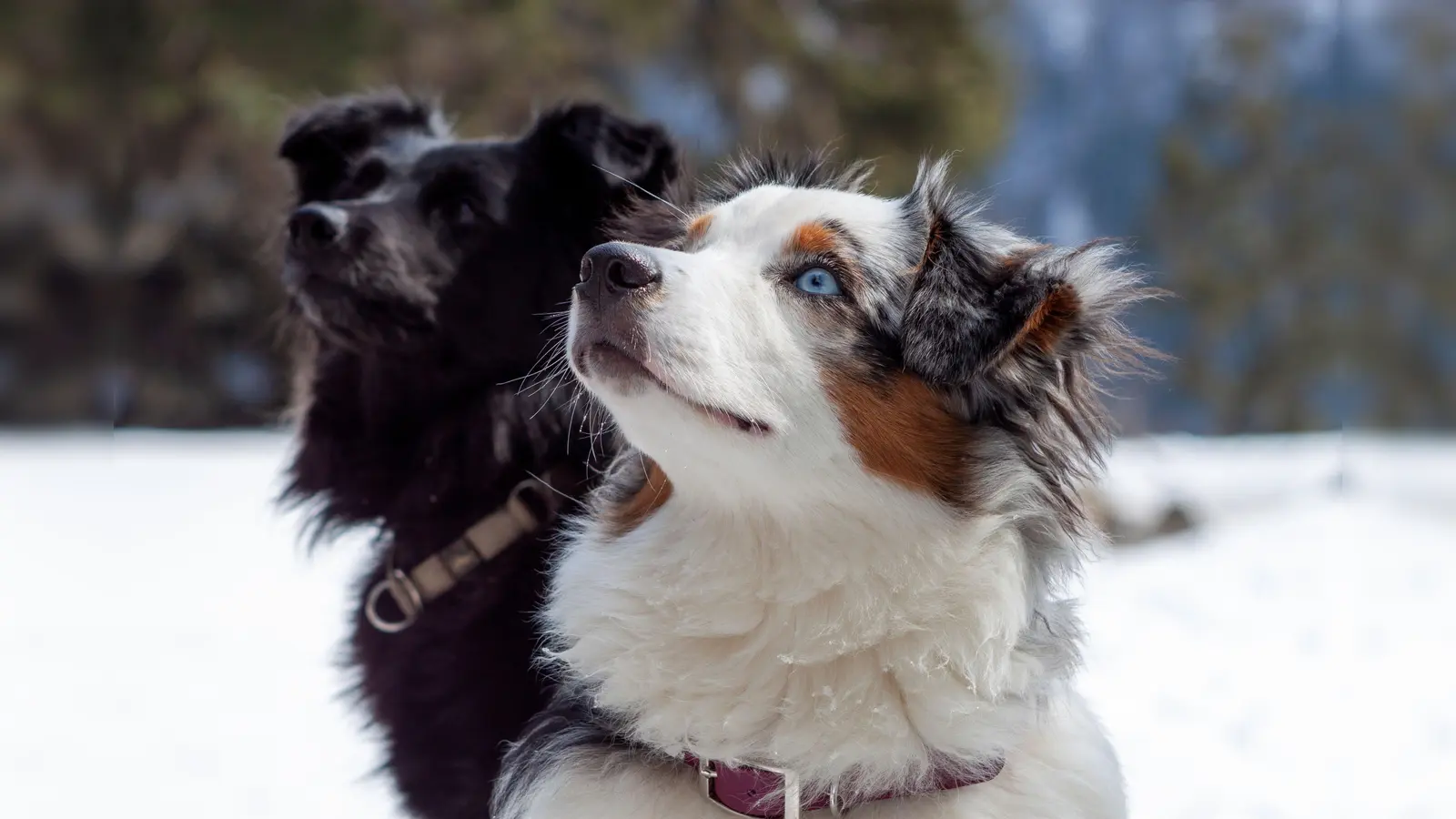Jede Menge geboten ist beim Weihnachtsmarkt im Tierheim München in Riem. (Foto: Tierschutzverein)