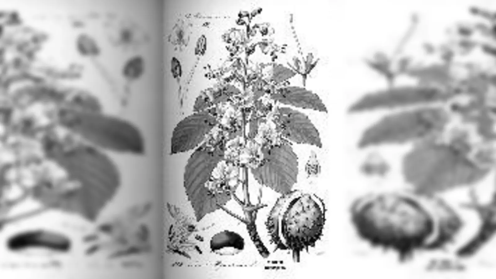 Roßkastanie mit Blütenstiel, Blättern, Einzelteilen der Blüten und Früchte mit Samen. 	 (Foto: SDW)