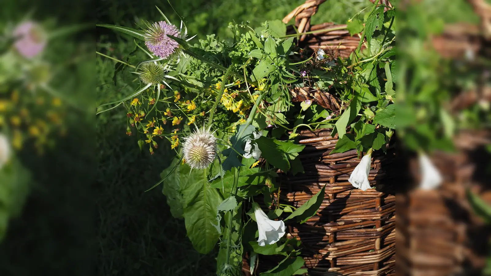 Passend zum Thema hat die Gartengruppe des ÖBZ einen Jahreskalender für 2025 mit dem Titel „Flora non grata“ zusammengestellt. (Foto: ÖBZ München)