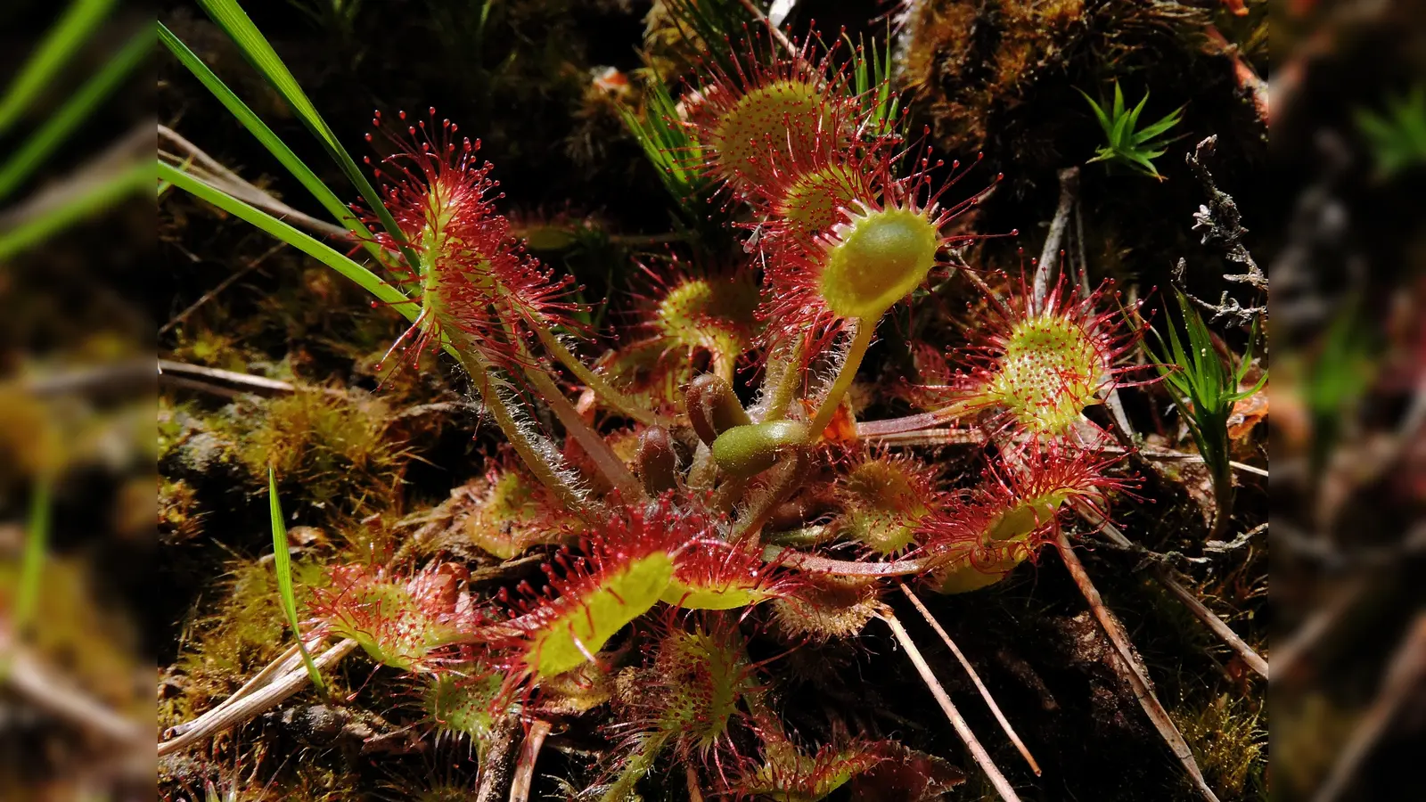 Naturfotograf Fridolin Gruber wird einen Vortrag über heimische Wildblumen halten. (Foto: VA)