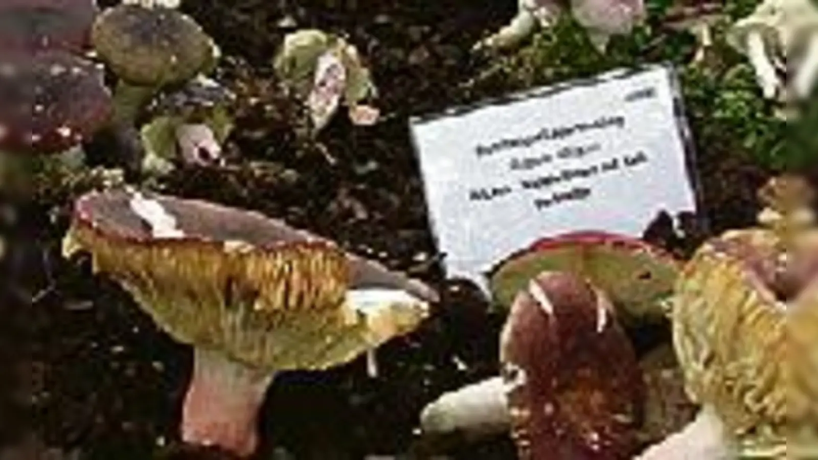 Ob Täubling oder Steinpilz im Botanischen Garten sprießen sie aus der Erde.  (Foto: Veranstalter)