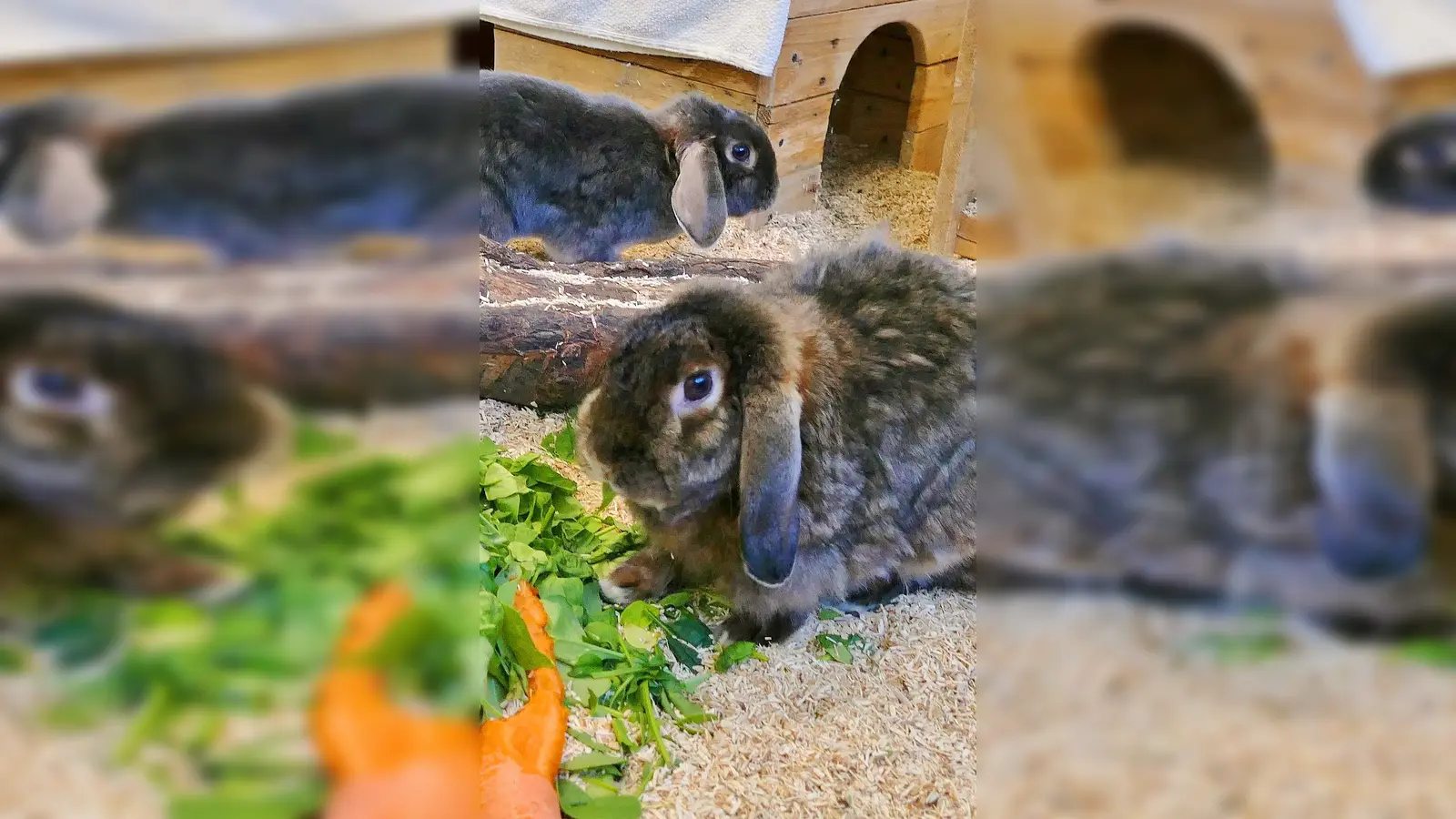 Satin-Kaninchen-Duo. (Foto: Tierheim Riem)