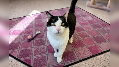 Miu Miu ist verschmust, menschenbezogen, verspielt und temperamentvoll. (Foto: Tierheim Riem)