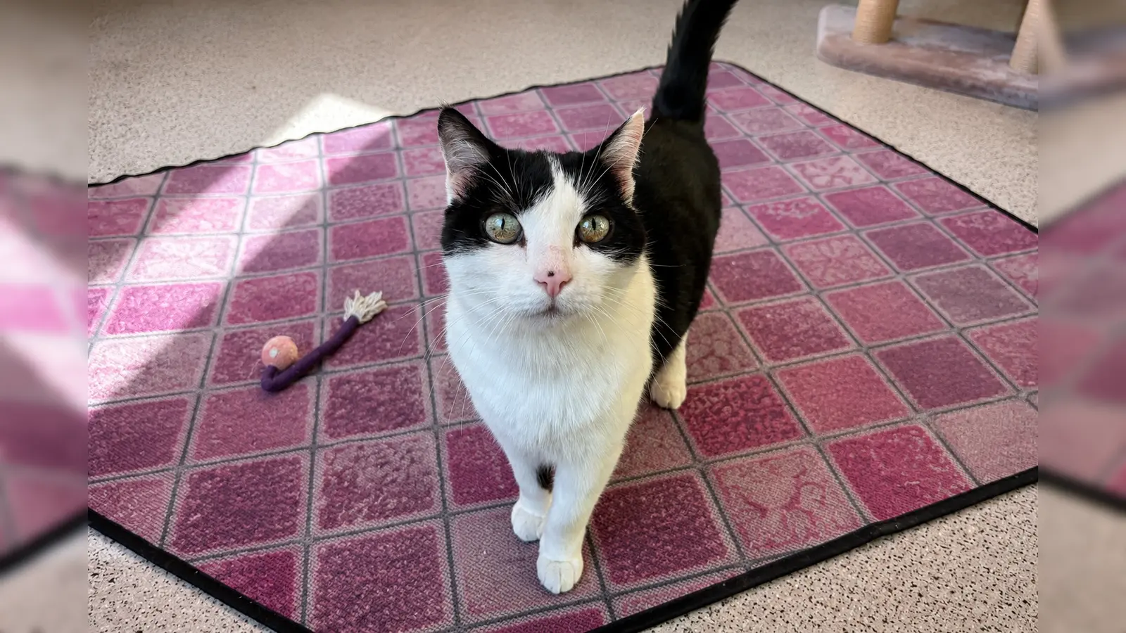 Miu Miu ist verschmust, menschenbezogen, verspielt und temperamentvoll. (Foto: Tierheim Riem)