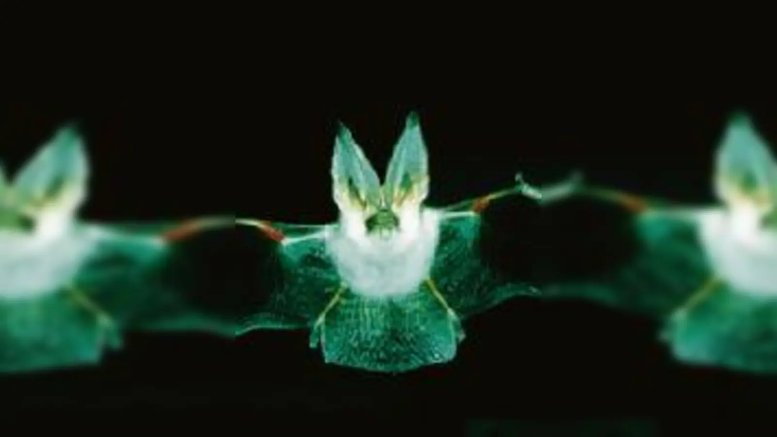 Langohrfledermaus im Flug.  (Foto: LBV)