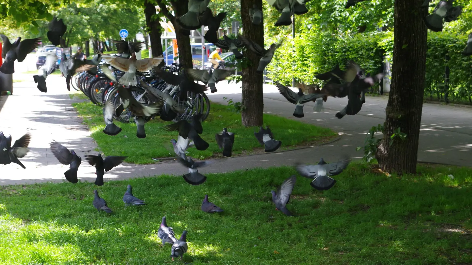 Die in München gefalteten Tauben sollen Ende des Jahres nach Jerusalem „fliegen” – wenn es die politische Lage erlaubt.  (Symbolbild: Beatrix Köber)