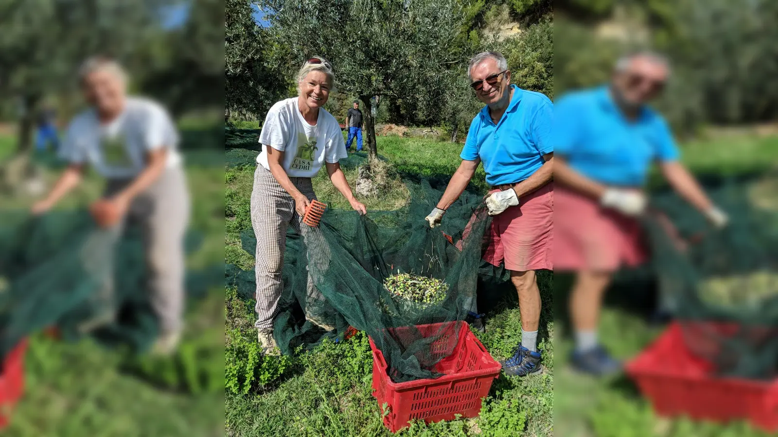 Heidi Rauch und Michael Konitzer bei der Olivenernte in Italien.  (Foto: VA )