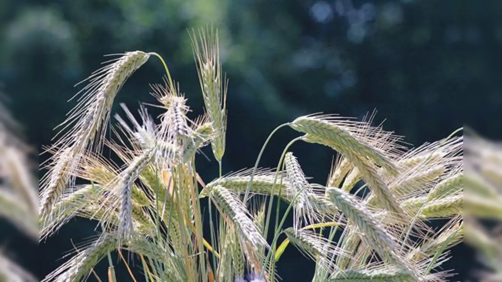 »Getreide« nennen die Veranstalter dieses Foto. Welches Getreide es genau ist, haben Experten längst erkannt. Alle anderen können es in der Ausstellung lernen.	 (Foto: Marc Haug)