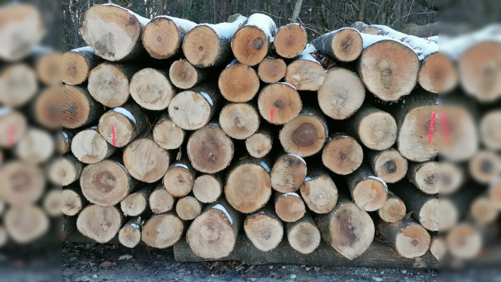 Michaela Kaniber: „Wo bekommen wir den klimaneutralen Rohstoff Holz nachhaltiger erzeugt als hier in Bayern, direkt vor unserer Haustüre, ohne große Transportwege und unter höchsten ökologischen Standards?” (Foto: job)