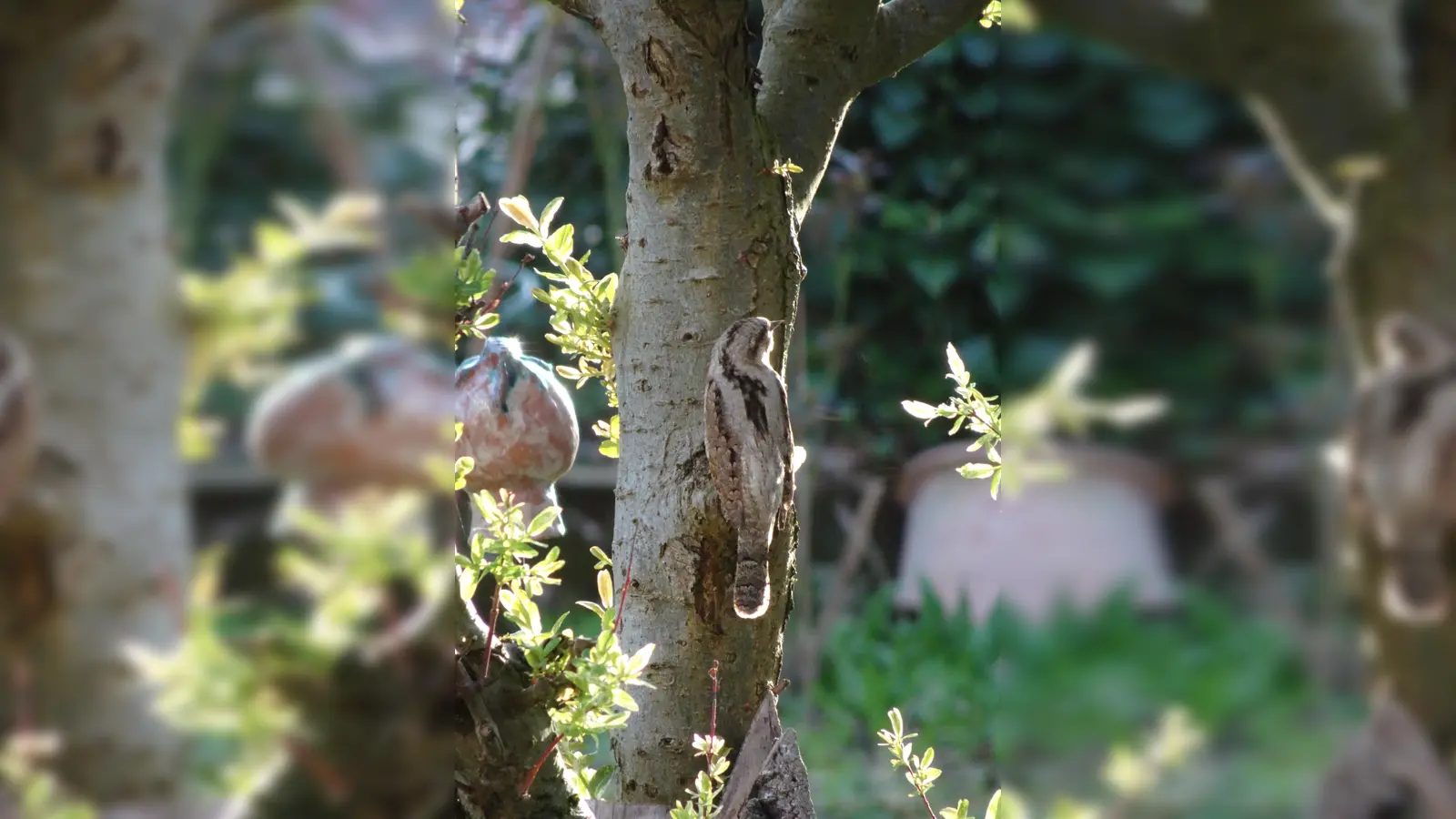 Familie Duncan aus Kirchseeon konnte in ihrem Garten nun diesen seltenen Vogel fotografieren. (Foto: Familie Duncan)