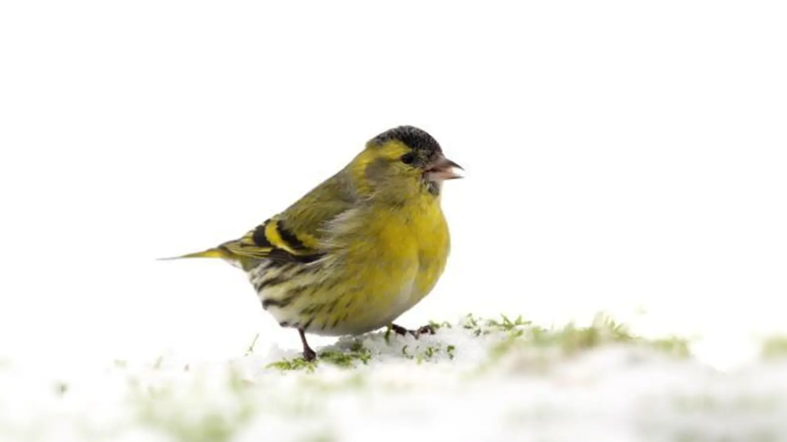 Kleiner als ein Spatz mit kurzem, kräftigem Schnabel und grünlichgelbem Gefieder: der Erlenzeisig.  (Foto: Frank Derer)