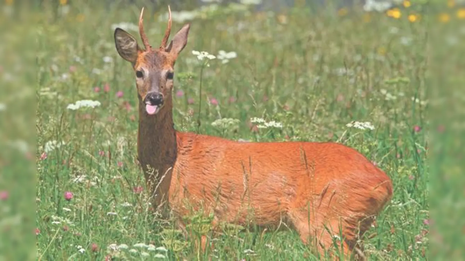 Im Landkreis erlegtes Wild kann man bedenkenlos auf den Grill legen. 	 (Foto: Privat)