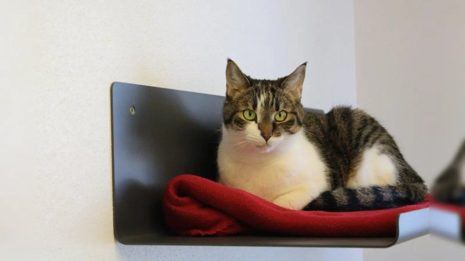 Timmy. (Foto: Tierheim München)