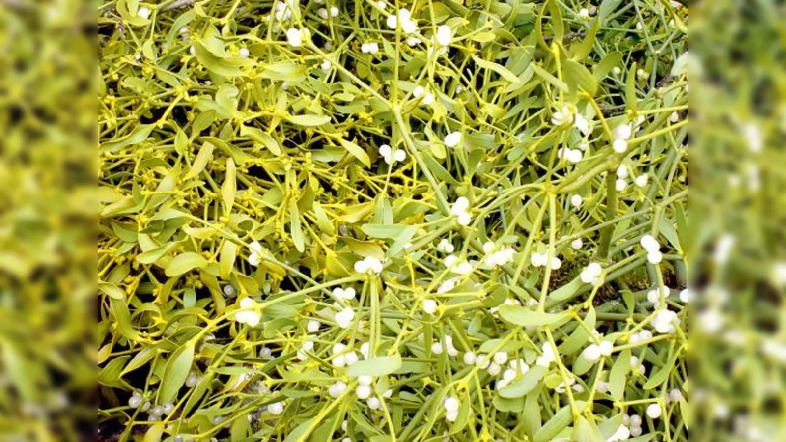 Ein Vortrag auf dem Patientinnentag beschäftigt sich mit der Misteltherapie.	 (Foto: M. Stobrawe)