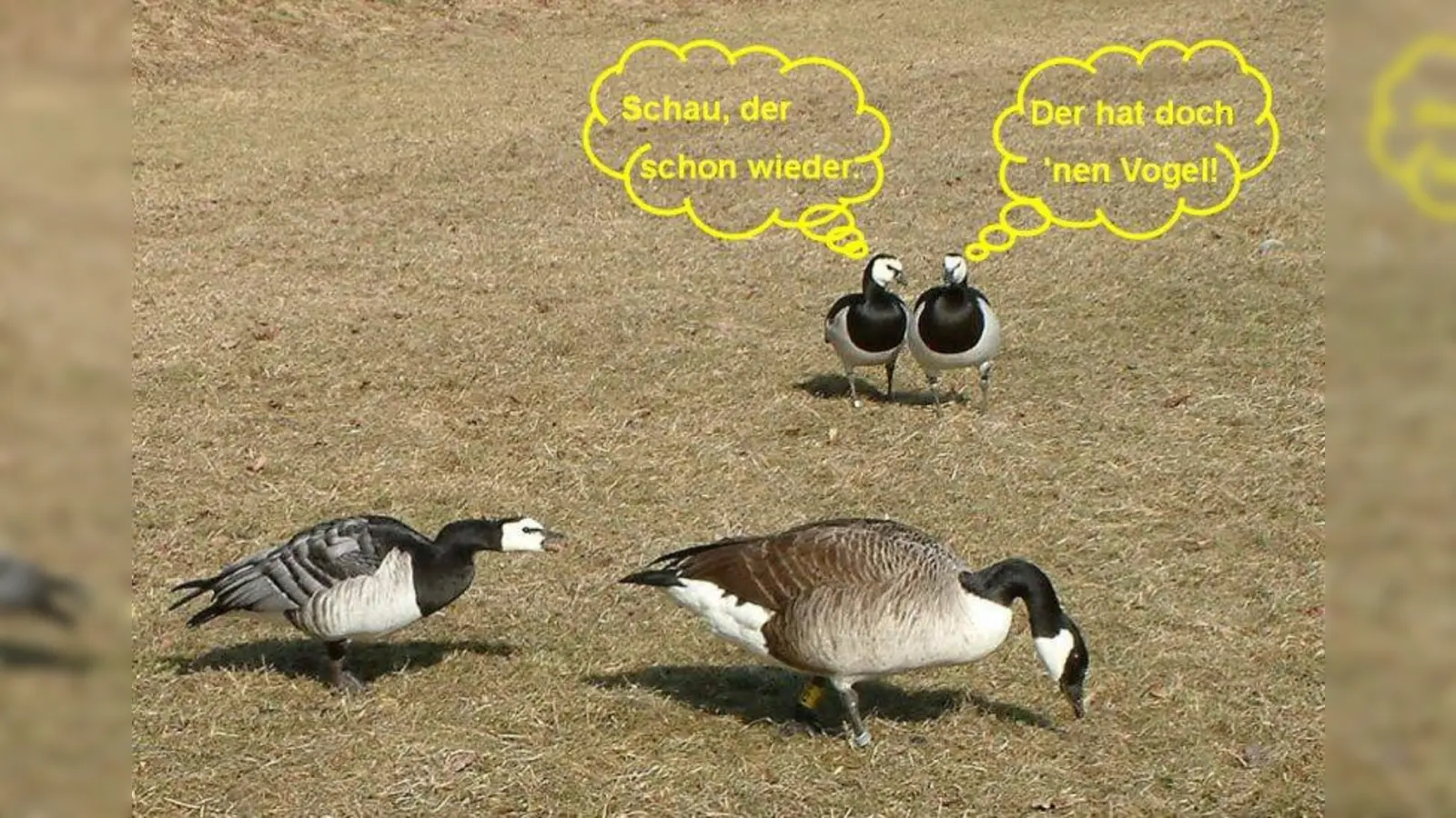 Manchmal werben Gänse um Partner, die eine Nummer zu groß für sie sind. Hier balzt eine Nonnengans eine Kanadagans an. (Foto: Silke Sorge)