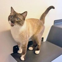 Der temperamentvolle Siam-Mix Kater Jasper freut sich auf ein neues Zuhause. (Foto: Andrea Huber)