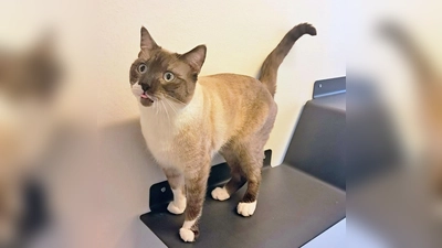 Der temperamentvolle Siam-Mix Kater Jasper freut sich auf ein neues Zuhause. (Foto: Andrea Huber)