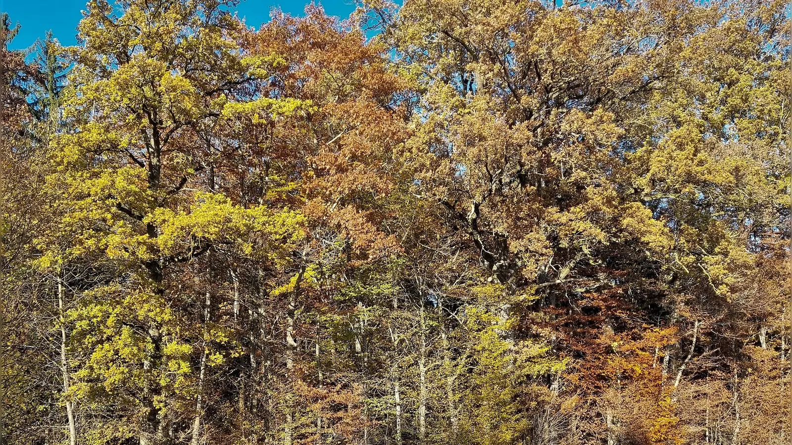 Mitten im Wald endete unbeabsichtigt eine Busfahrt des Schienenersatzverkehrs. Fahrgäste waren wegen der späten Stunde davon nicht betroffen. (Symbolbild: chk)