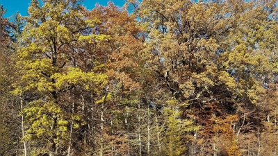 Mitten im Wald endete unbeabsichtigt eine Busfahrt des Schienenersatzverkehrs. Fahrgäste waren wegen der späten Stunde davon nicht betroffen. (Symbolbild: chk)