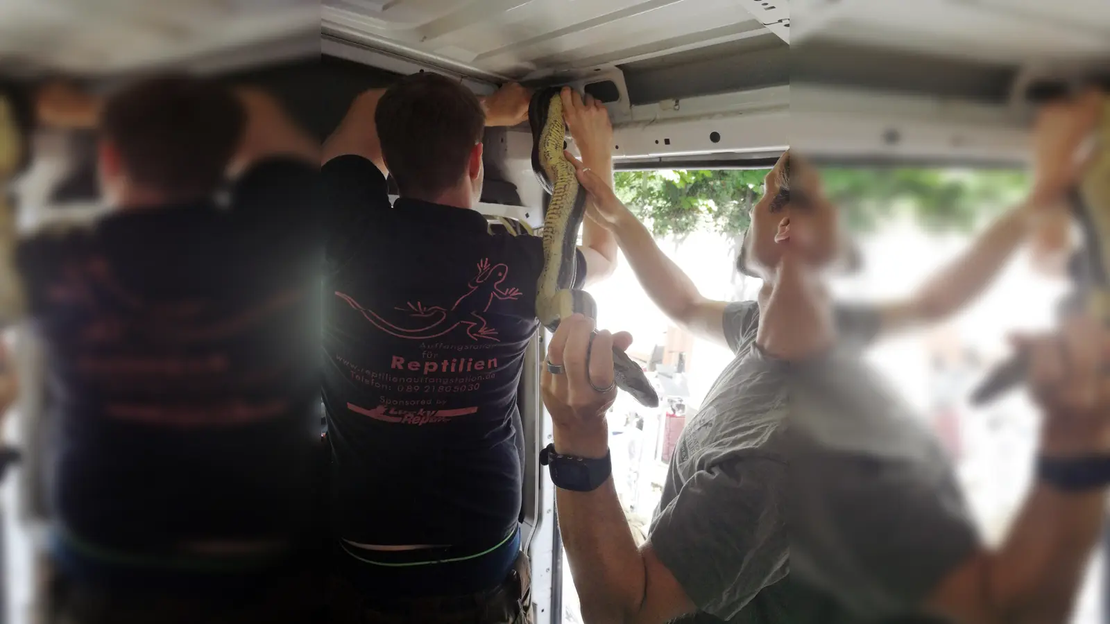 Die Zollfahndung und Reptilienauffangstation befreien erfolgreich die Boa. (Foto: oh)