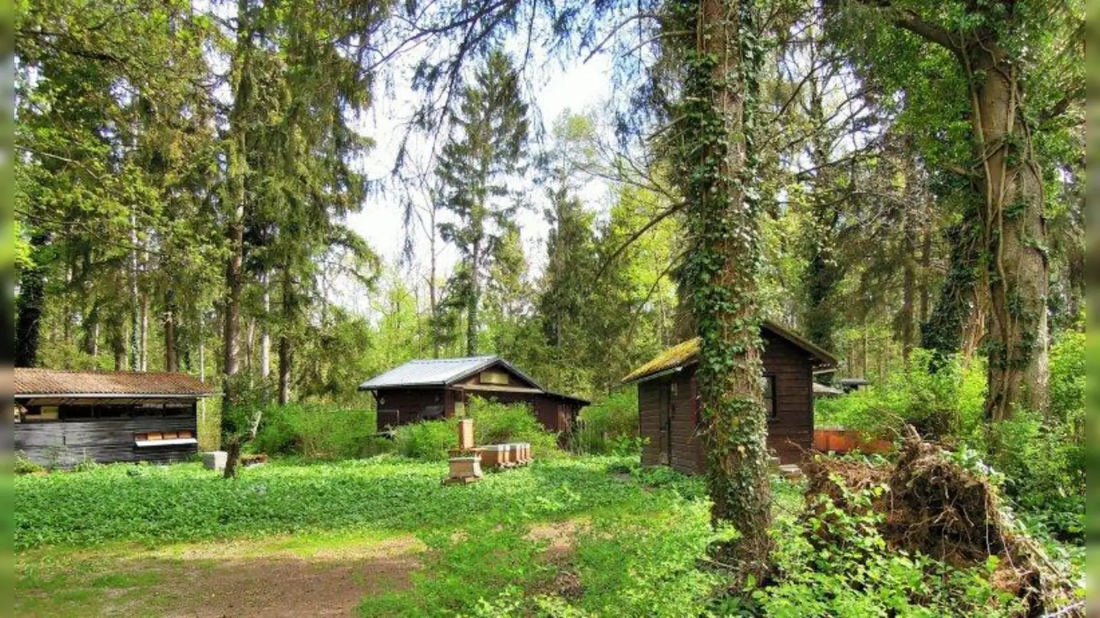 Versteckt, mitten im Sendlinger Wald (Salzachstraße) ist das Bienenhaus, wo Monika und Erich Hucks Bienen leben. (Foto: jb)
