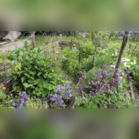 Auch die Blüten von Kräutern finden Verwendung. (Foto: Markus Wasmeier)