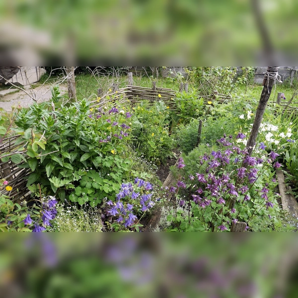 Auch die Blüten von Kräutern finden Verwendung. (Foto: Markus Wasmeier)