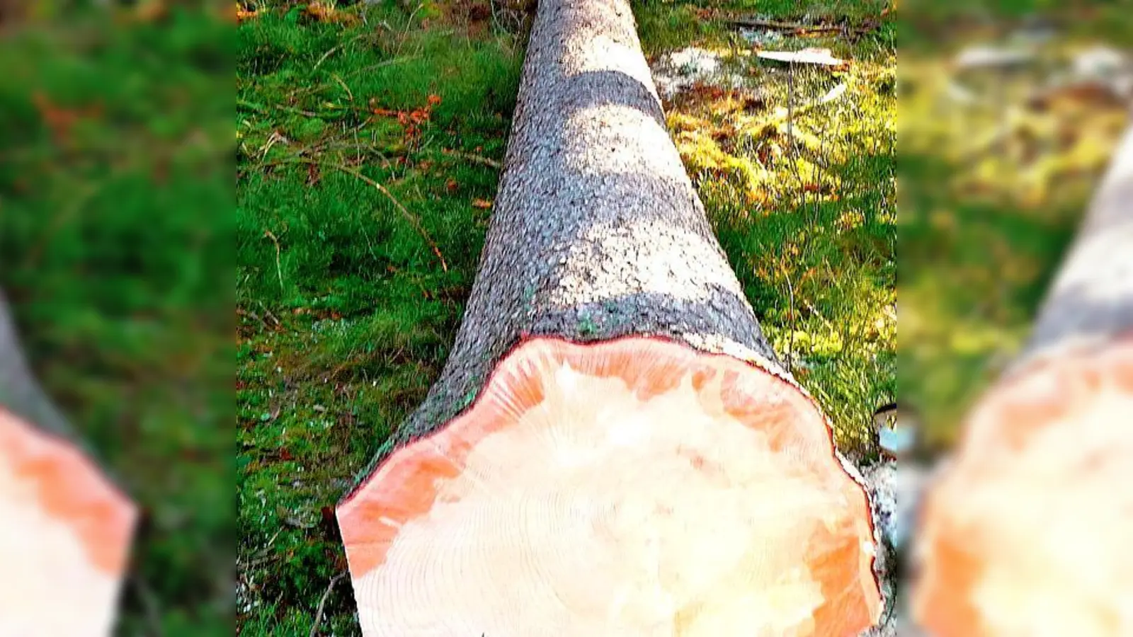 Noch liegt er im Wald, aber der Grafinger Maibaum kommt: Am 31. März ist es so weit.	 (Foto: TVG)