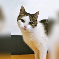 Europäisch-Kurzhaar-Katze BellaDonna. (Foto: Tierheim Riem)