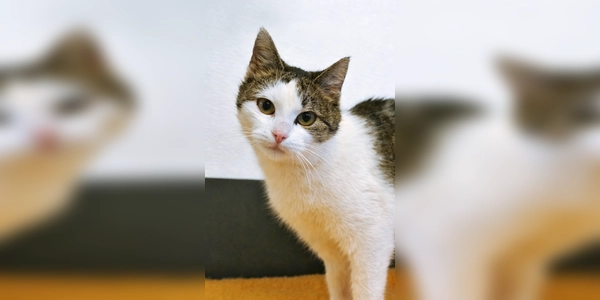 Europäisch-Kurzhaar-Katze BellaDonna. (Foto: Tierheim Riem)