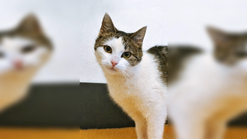 Europäisch-Kurzhaar-Katze BellaDonna. (Foto: Tierheim Riem)