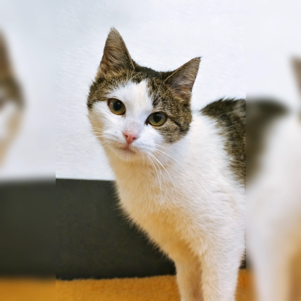 Europäisch-Kurzhaar-Katze BellaDonna. (Foto: Tierheim Riem)