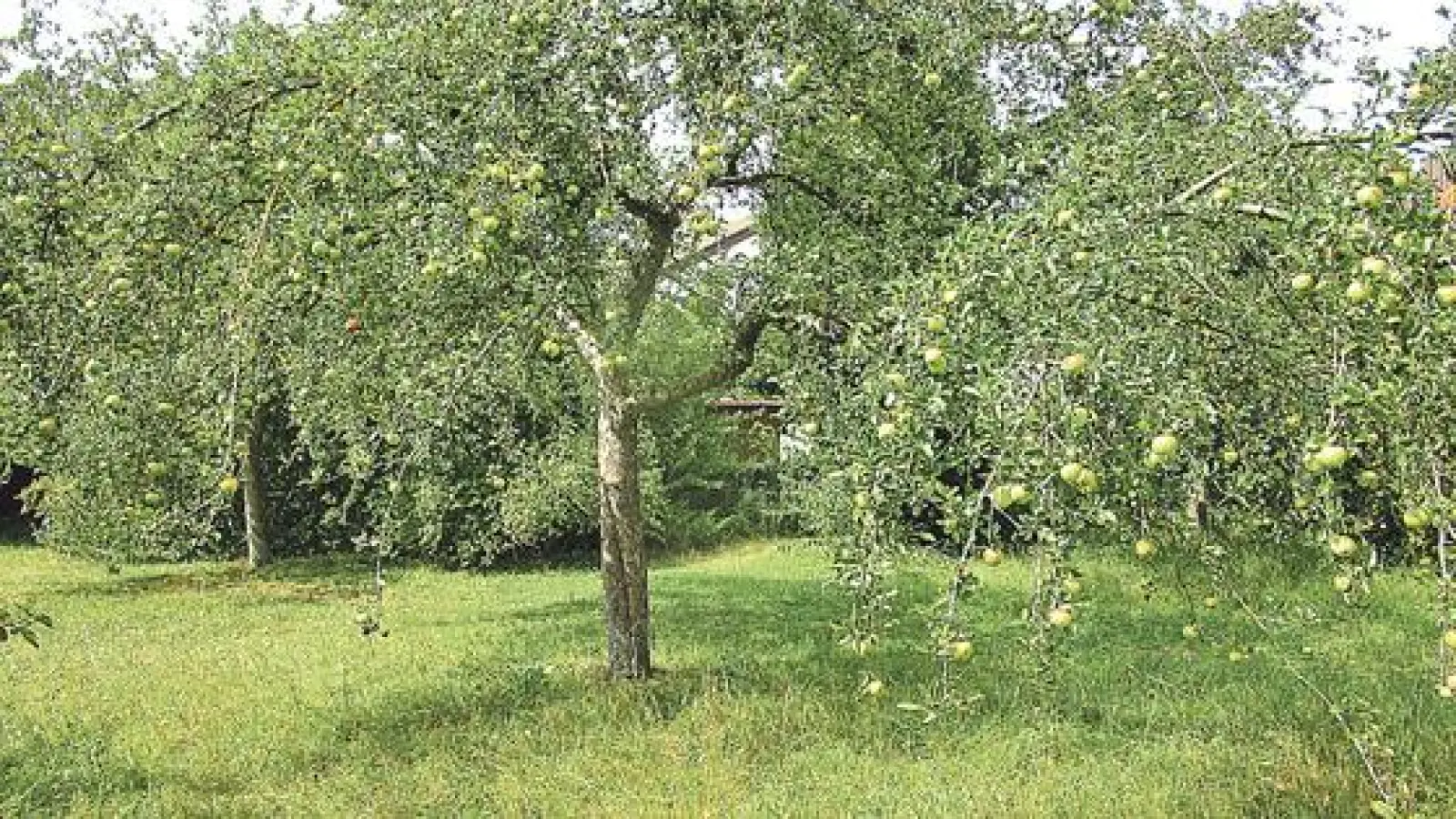 Bitte zugreifen: Die Früchte der gemeindeeigenen Apfelbäume  wie hier auf der Räterwiese  dürfen in haushaltsüblichen Mengen geerntet werden.	 (Foto: Gemeinde Kirchheim)