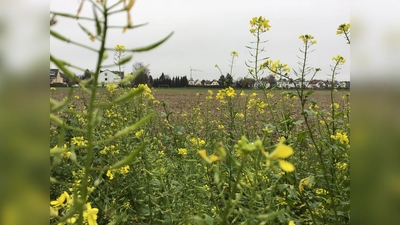 Die Lerchenau wird in den nächsten Jahren deutlich wachsen. (Foto: Daniel Mielcarek)