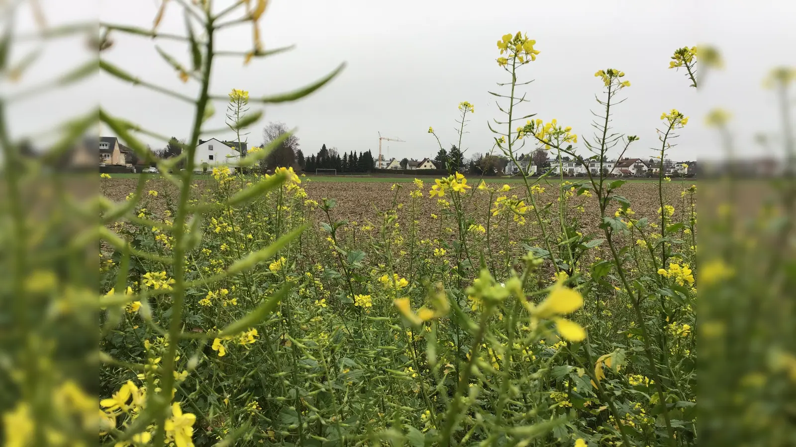 Die Lerchenau wird in den nächsten Jahren deutlich wachsen. (Foto: Daniel Mielcarek)