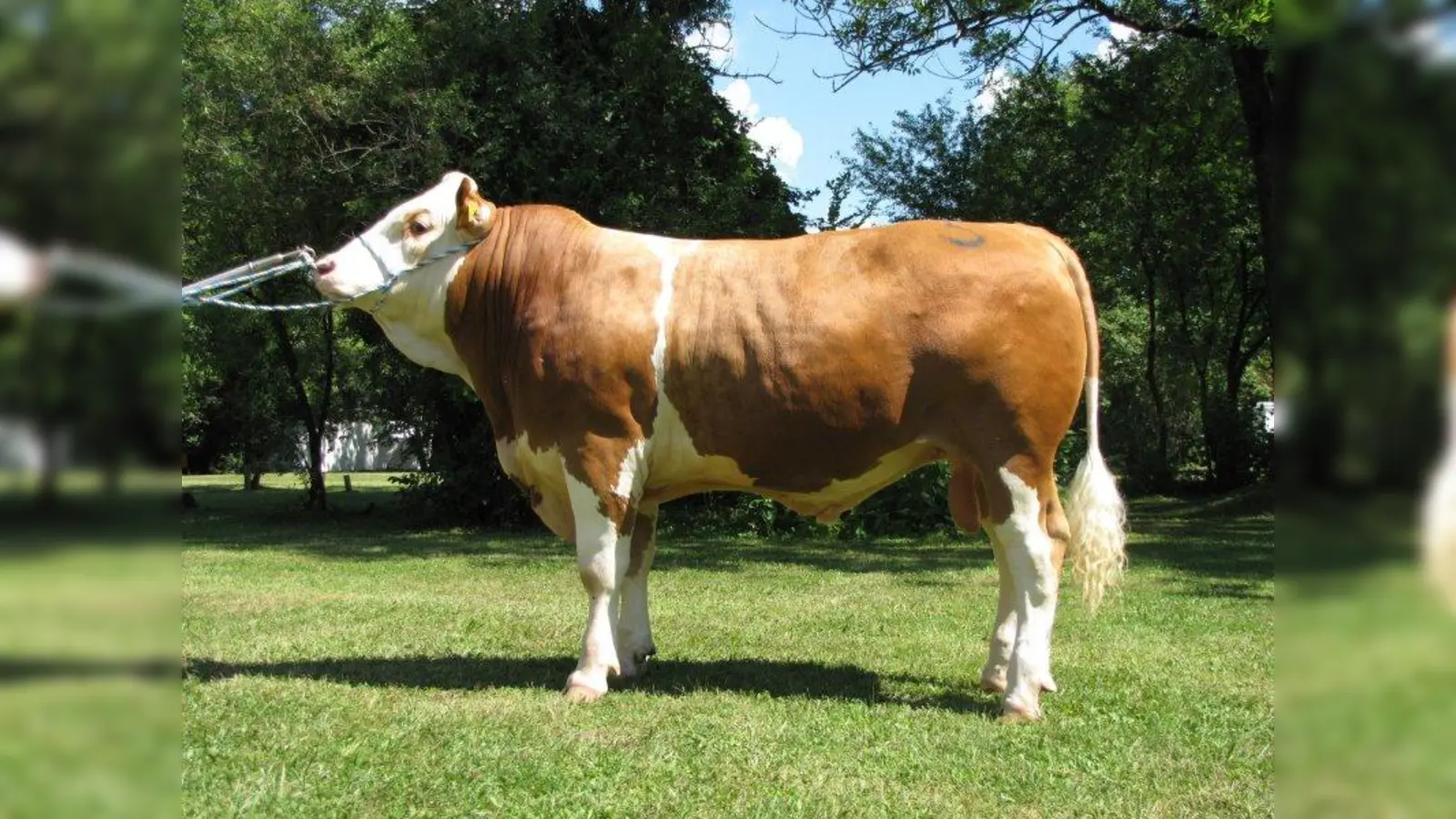 Sagenhafte 151.000 Euro brachte &amp;quot;Weitblick&amp;quot; bei der Versteigerung der Weilheimer Zuchtverbände in der Hochlandhalle. (Foto: Weilheimer Zuchtverbände)