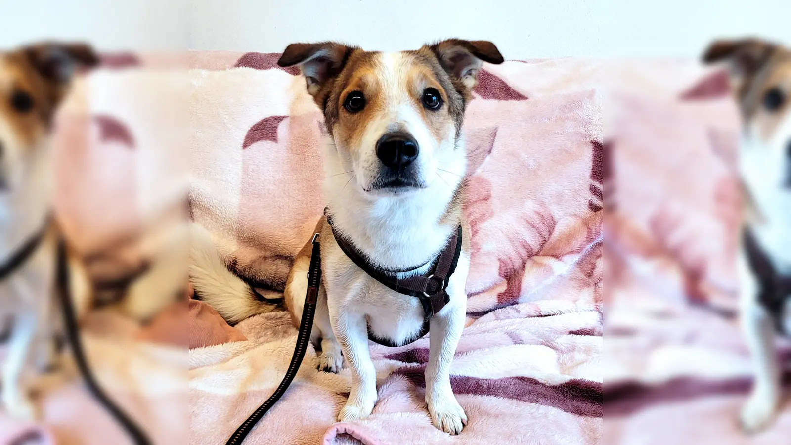 Terrier Mix Oskar. (Foto: Tierheim Riem)