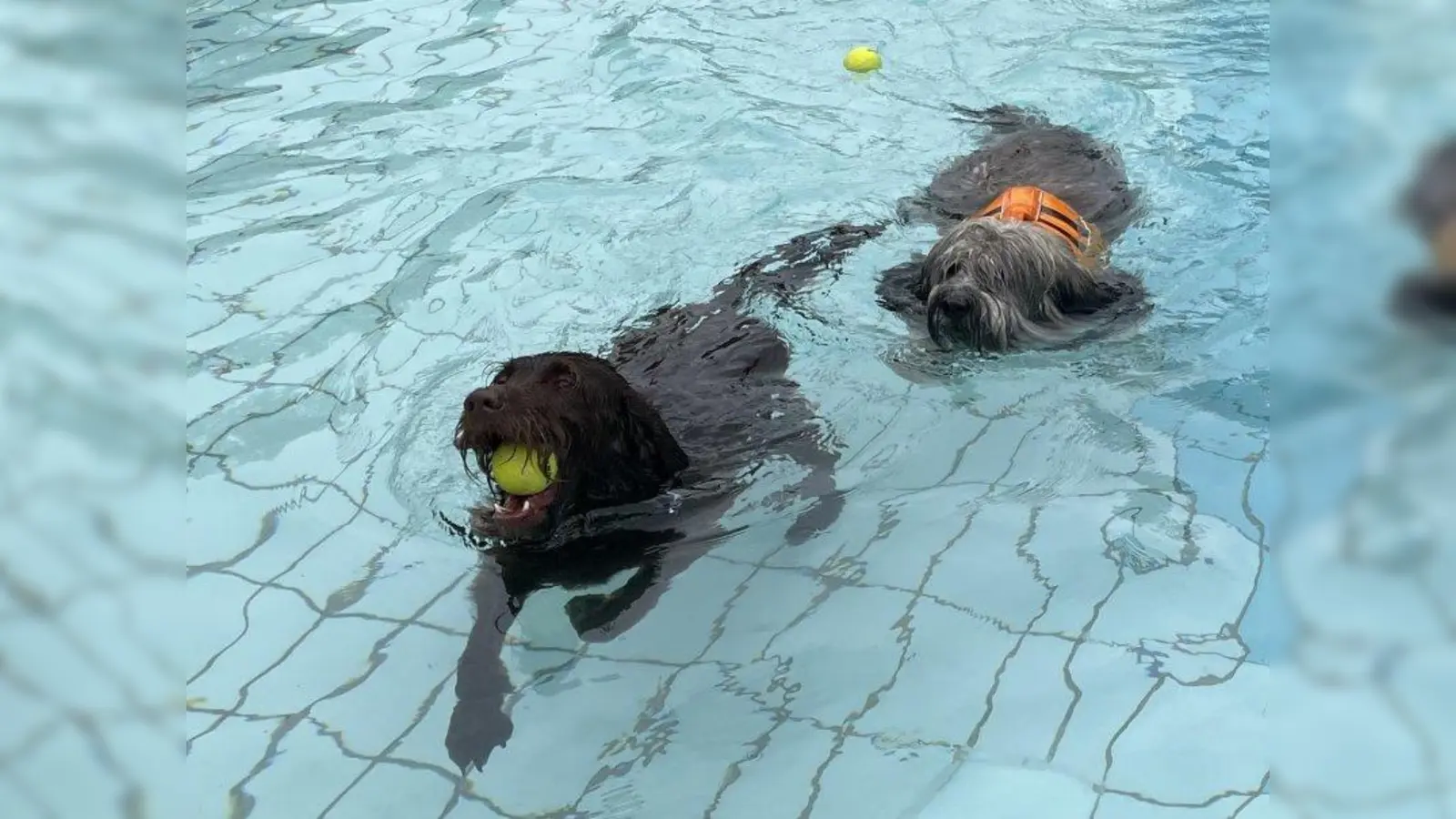 Bälle apportieren im Gautinger Freibad. (Foto: pst)