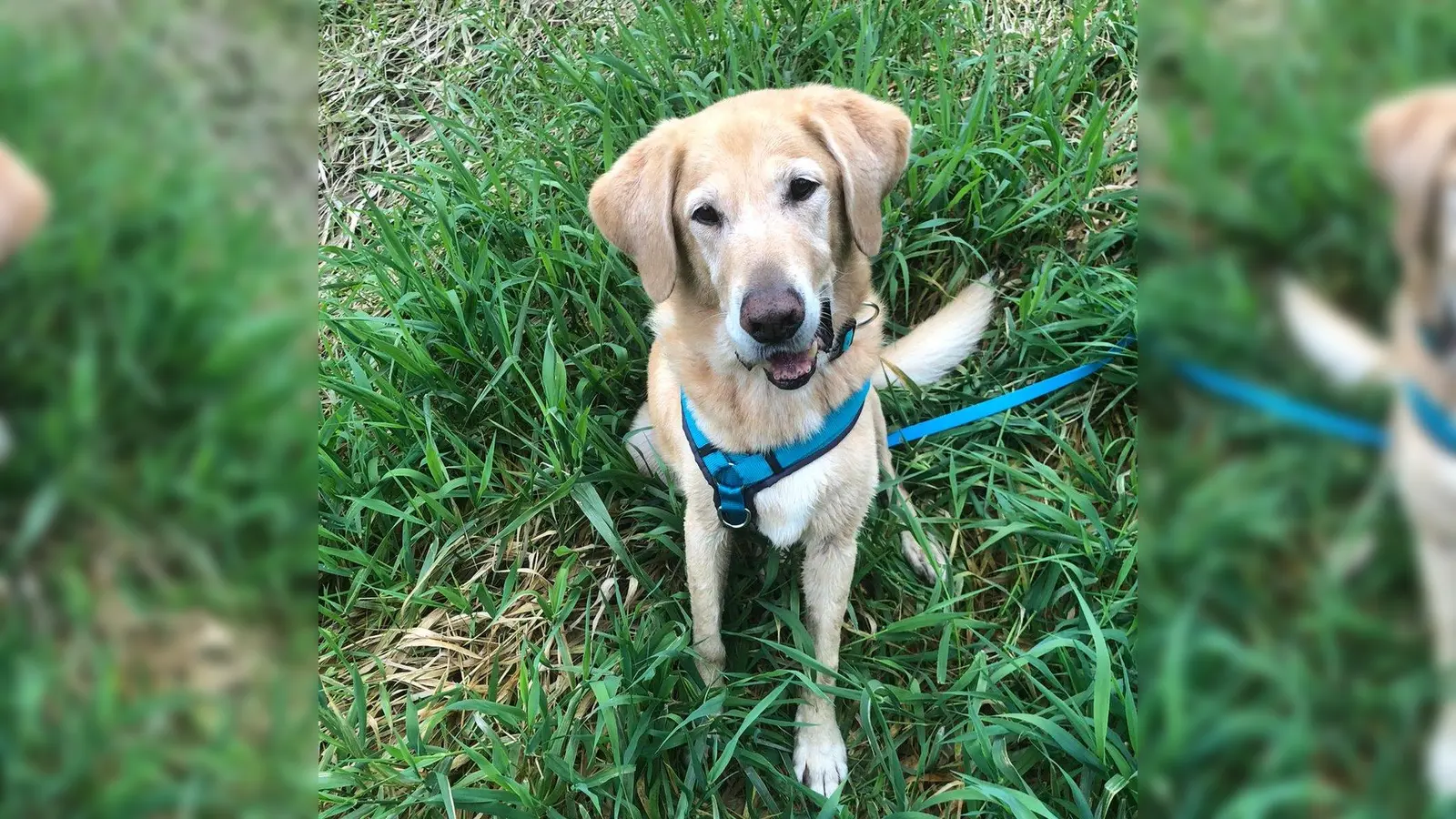 Ende gut, alles gut. Timmy hat ein neues Zuhause! (Foto: Tierschutzverein München)
